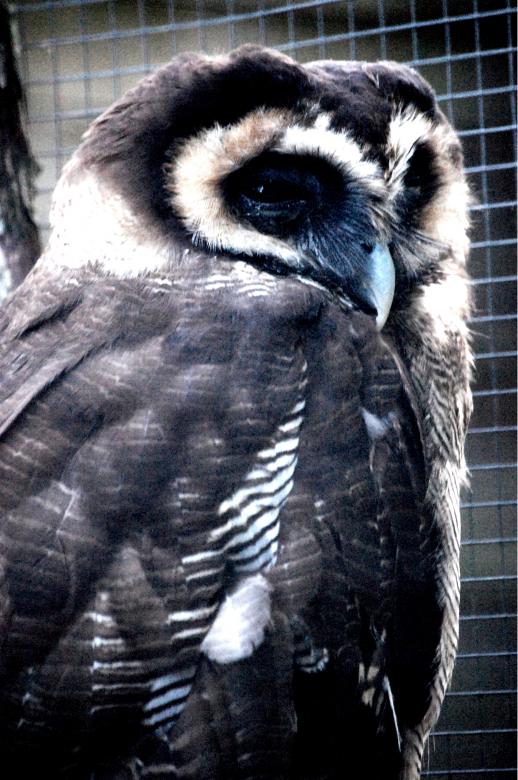Free stock image of Owl II created by Harry Ray