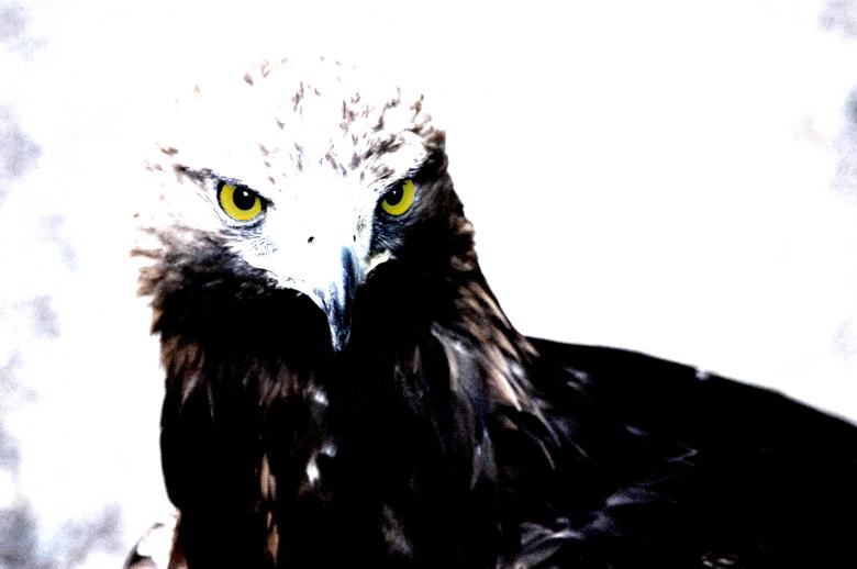 Free stock image of Eagle created by Harry Ray