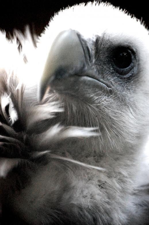 Free stock image of Himalayan Vulture created by Harry Ray