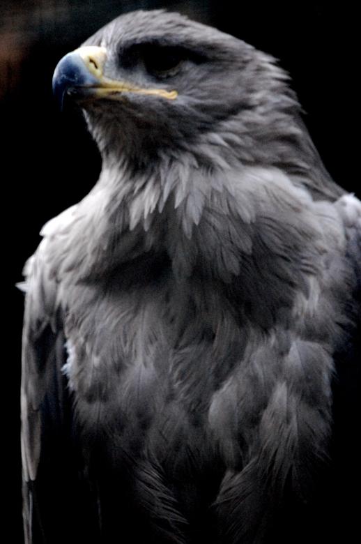 Free stock image of Hawk created by Harry Ray