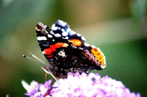 Butterfly - Free Stock Photo