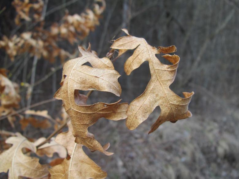 Free stock image of Autumn leafs created by Boris Kyurkchiev