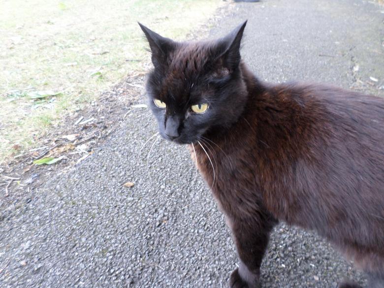 Free stock image of Black cat created by Mark Gleeson