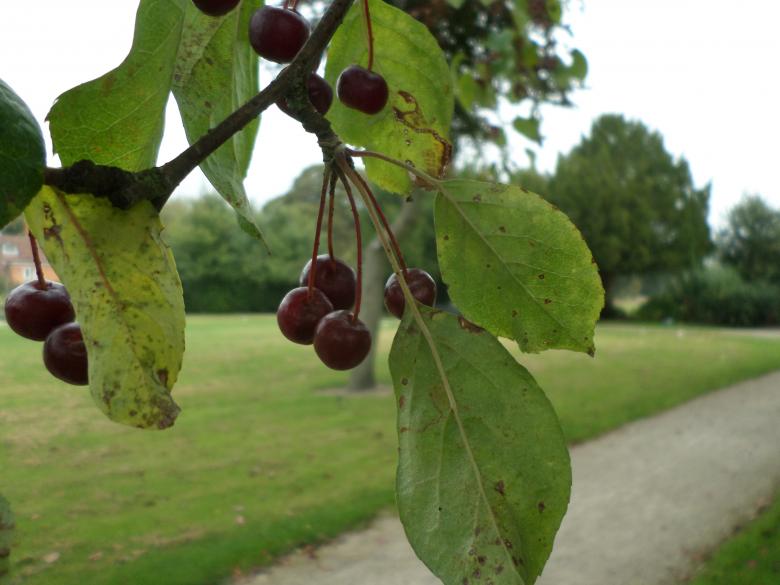 Free stock image of Red berries created by Mark Gleeson