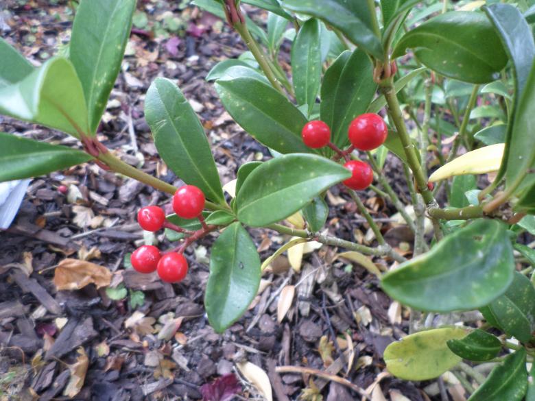 Free stock image of Red berries created by Mark Gleeson