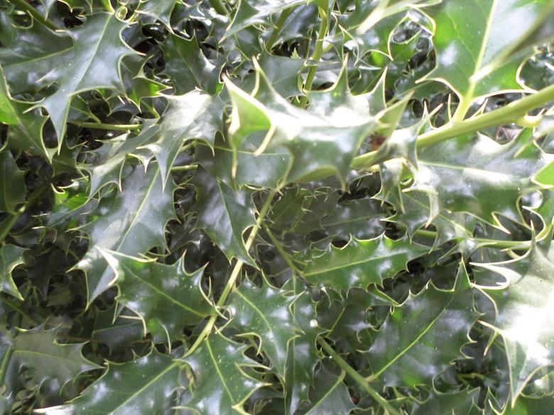Free stock image of Holly created by Mark Gleeson