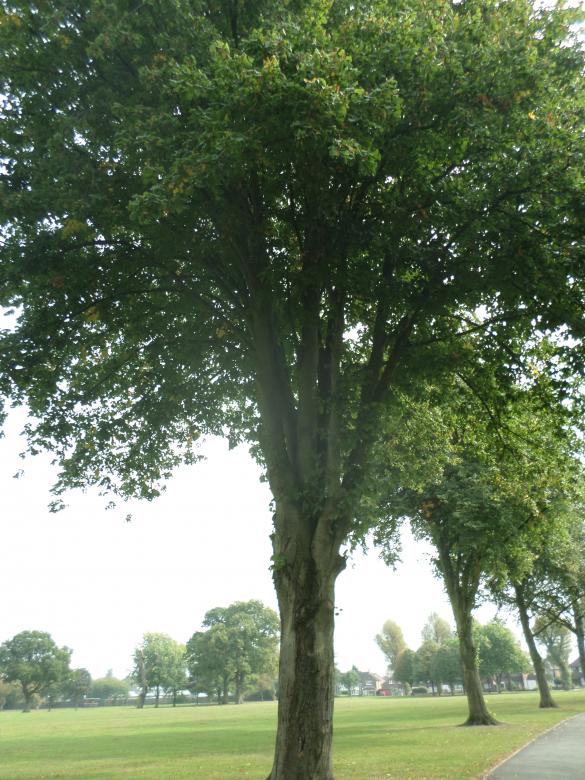 Free stock image of Tree created by Mark Gleeson