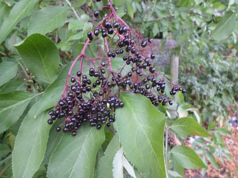 Free stock image of Purple berries created by Mark Gleeson