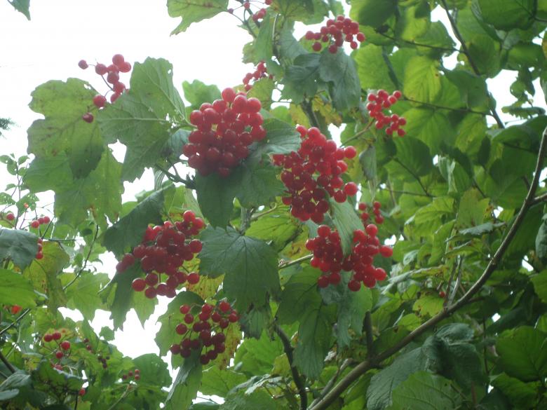 Free stock image of Red berries created by Mark Gleeson