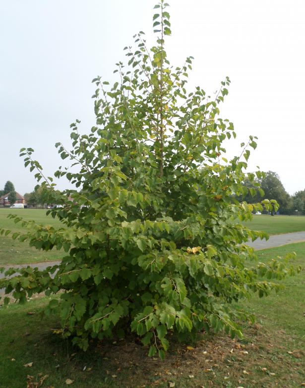 Free stock image of Tree created by Mark Gleeson