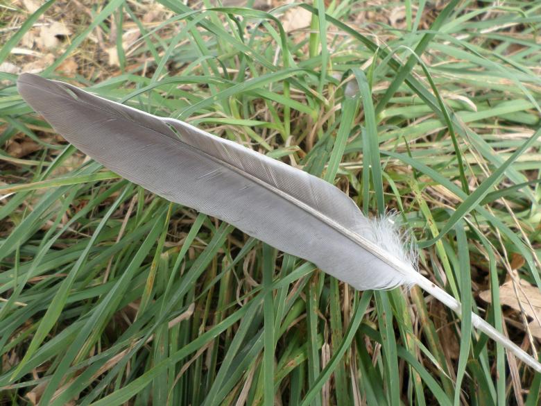 Free stock image of Bird feather created by Mark Gleeson