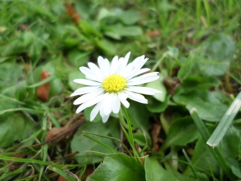 Free stock image of Daisy created by Mark Gleeson