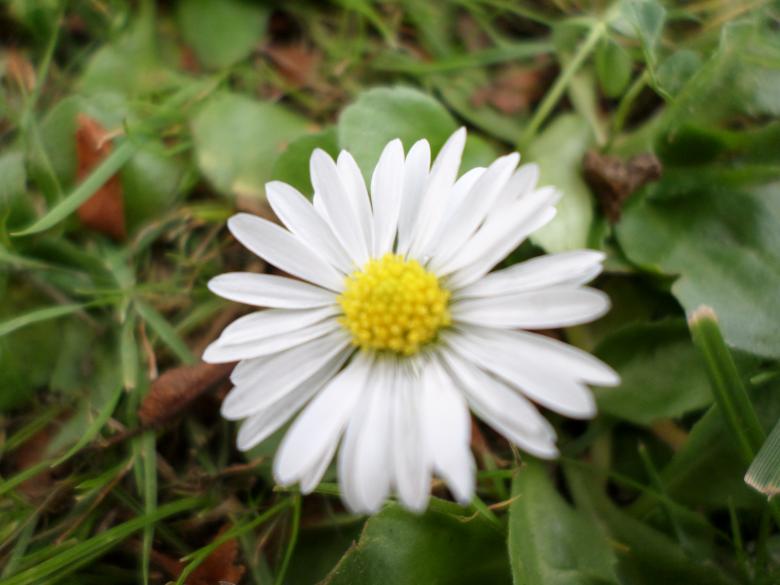 Free stock image of Daisy created by Mark Gleeson