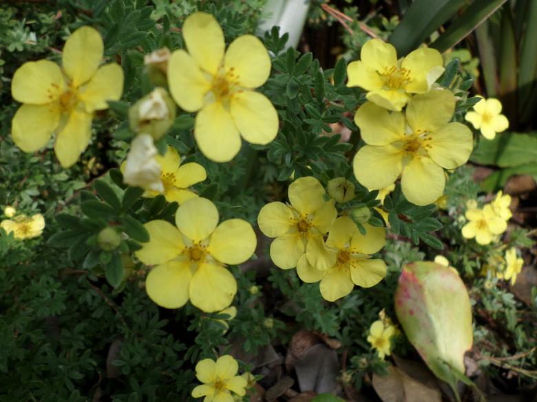 Free stock image of Yellow flowers created by Mark Gleeson