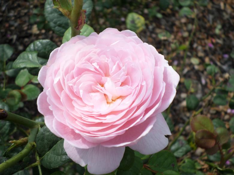 Free stock image of Pink Camellia created by Mark Gleeson
