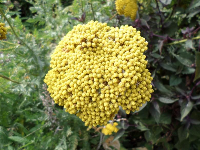 Free stock image of Yellow flowers created by Mark Gleeson