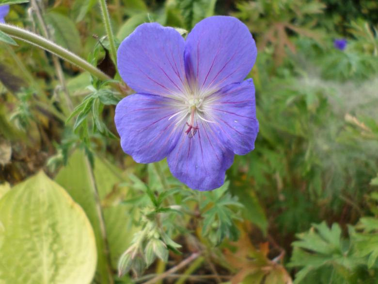 Free stock image of Blue or purple Geranium created by Mark Gleeson