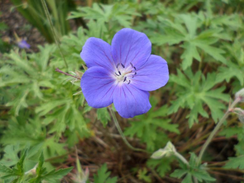 Free stock image of Blue or purple Geranium created by Mark Gleeson