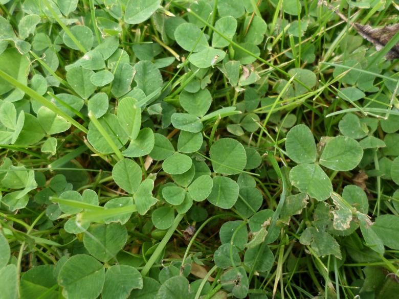 Free stock image of Clover leaves and grass created by Mark Gleeson