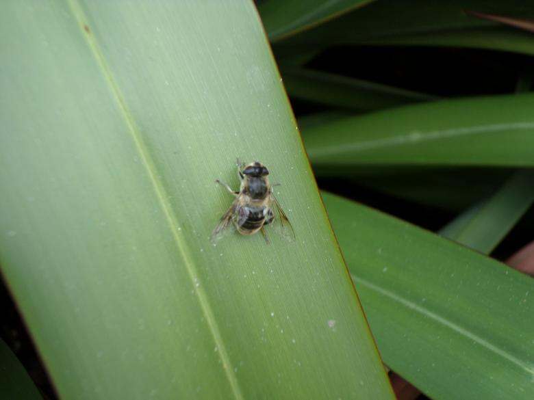 Free stock image of Bee on leaf created by Mark Gleeson