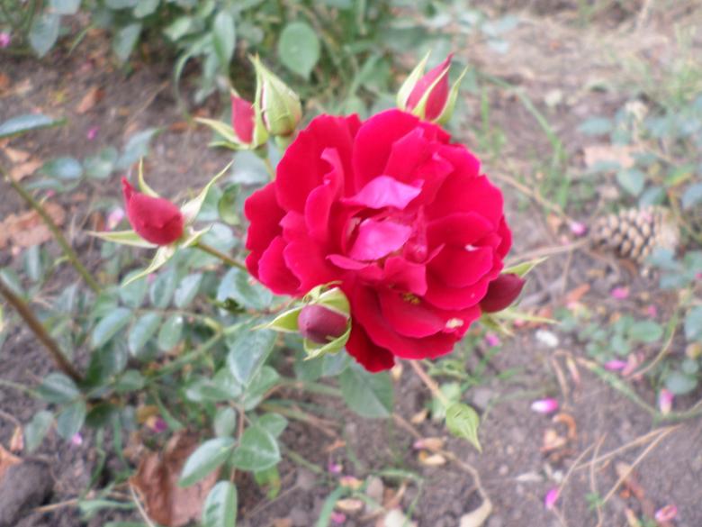 Free stock image of Red Camellia created by Mark Gleeson