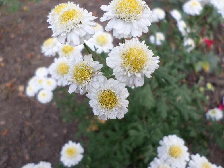 Free stock image of White and yellow flowers created by Mark Gleeson