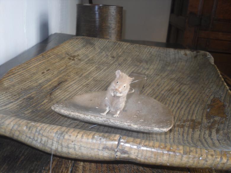 Free stock image of Taxidermy Mouse created by Mark Gleeson