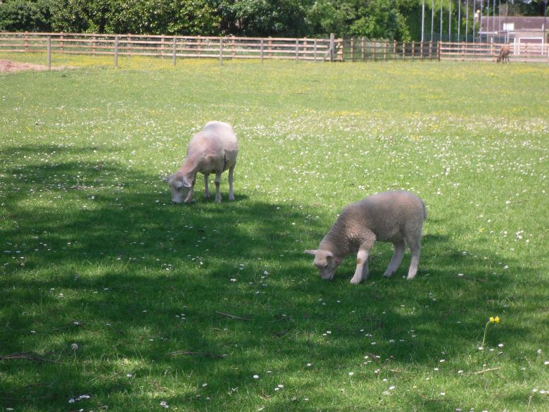 Free stock image of Lambs grazing created by Mark Gleeson