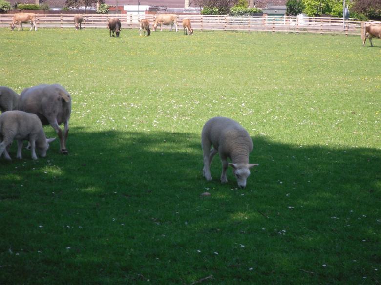 Free stock image of Lambs grazing created by Mark Gleeson