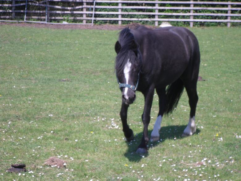 Free stock image of Horse created by Mark Gleeson
