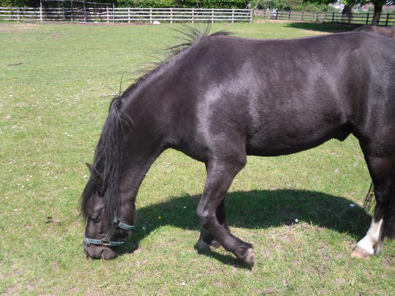 Free stock image of Horse created by Mark Gleeson