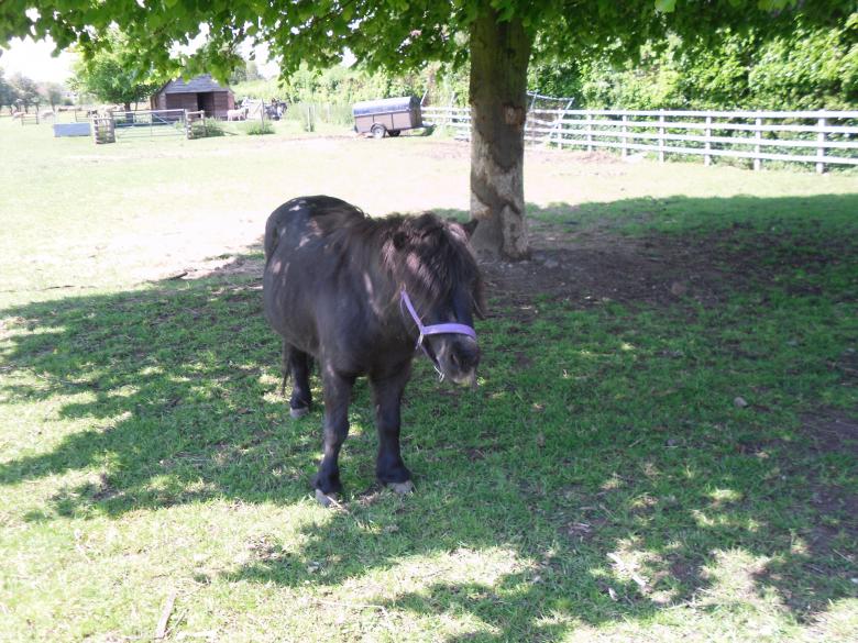 Free stock image of Pony created by Mark Gleeson