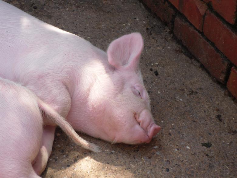 Free stock image of Piglet created by Mark Gleeson