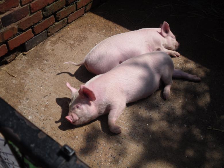 Free stock image of Piglets created by Mark Gleeson