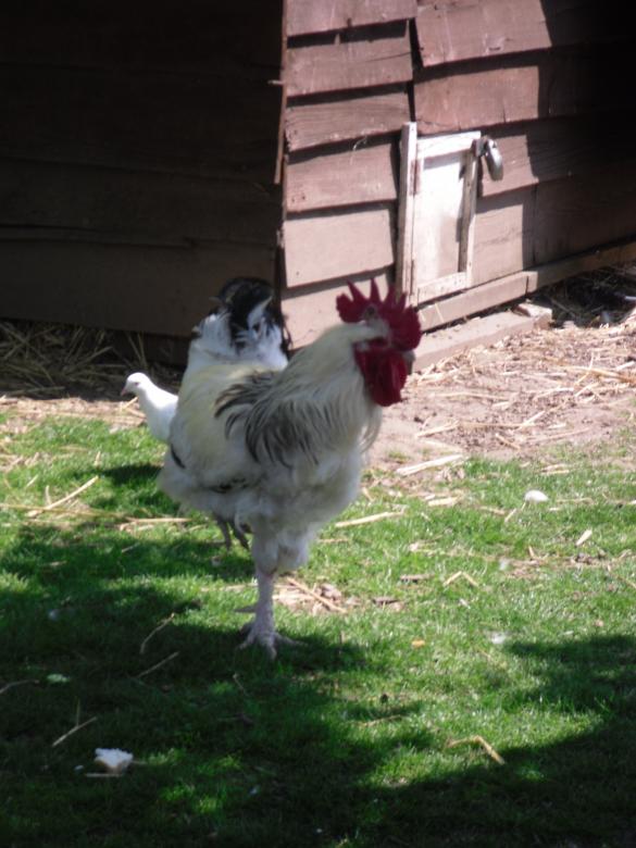 Free stock image of Hen created by Mark Gleeson
