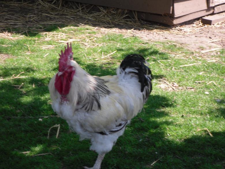 Free stock image of Hen created by Mark Gleeson