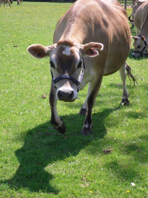 Free stock image of Cow created by Mark Gleeson