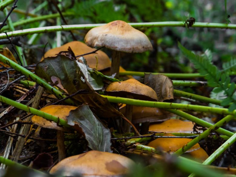 Free stock image of Mushrooms created by Janis Urtans