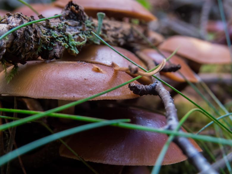 Free stock image of Mushrooms created by Janis Urtans