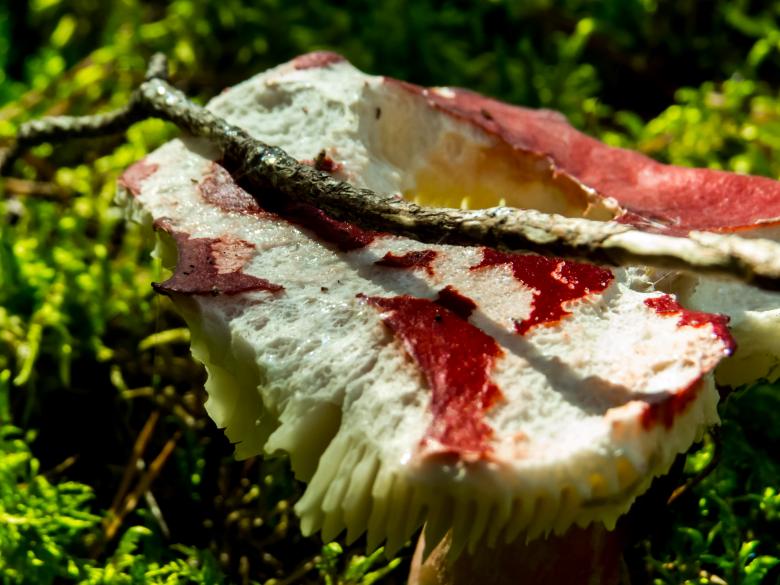 Free stock image of An old Mushroom created by Janis Urtans