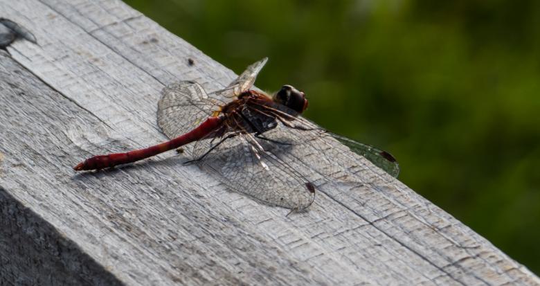 Free stock image of Dragonfly created by Janis Urtans