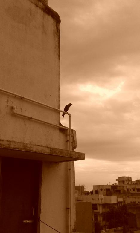 Free stock image of A crow's wish created by sanjay kumar