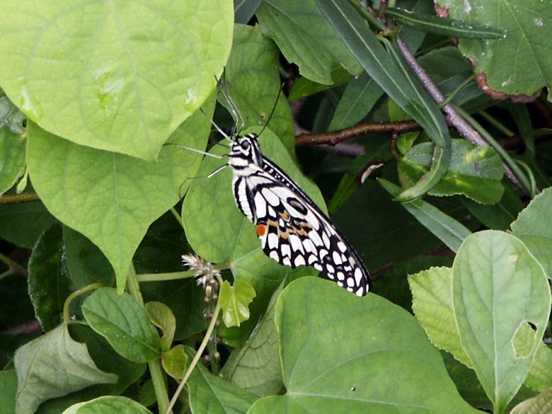 Free stock image of A white butterfly created by sanjay kumar
