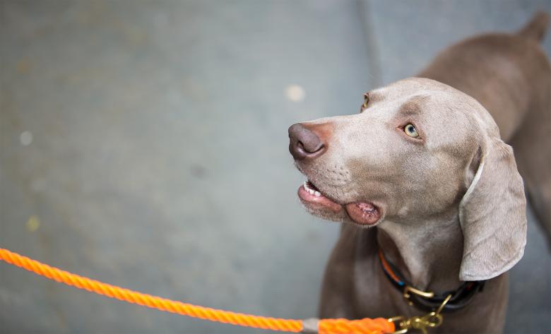 Free stock image of Bodhi 1 created by Sean Sheer