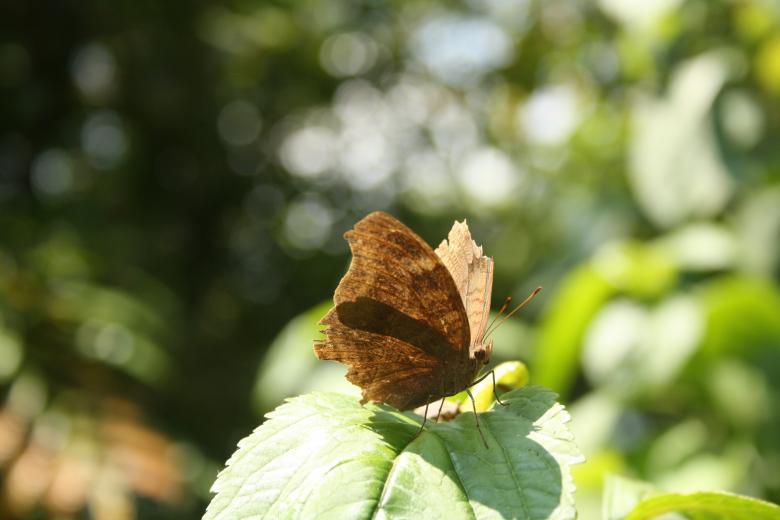Free stock image of A brown butterfly created by sanjay kumar