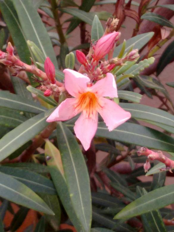 Free stock image of Flora created by v vineet kumar
