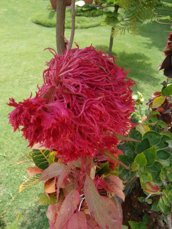 Free stock image of Red Flower created by v vineet kumar