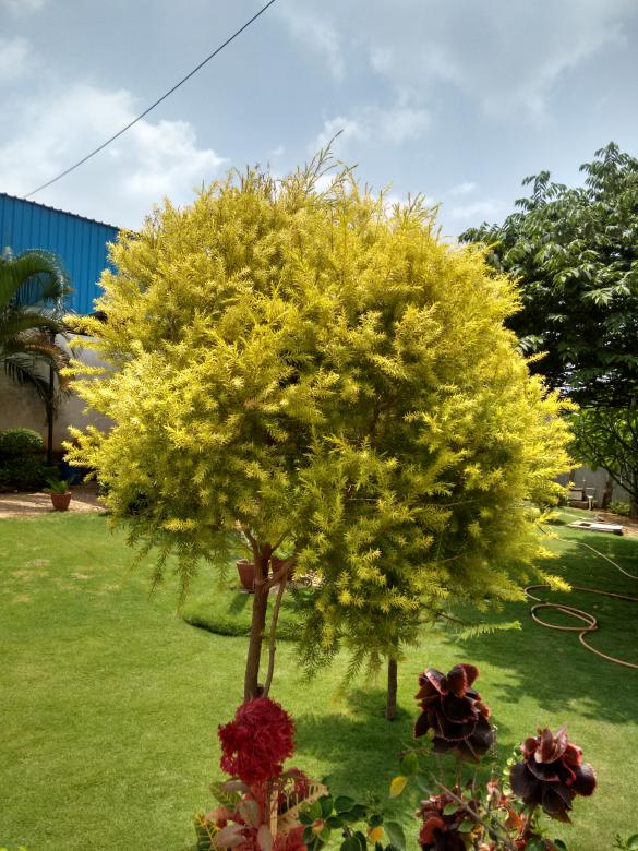 Free stock image of Tree created by v vineet kumar