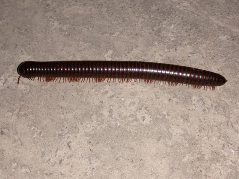 Free stock image of Centipede created by v vineet kumar
