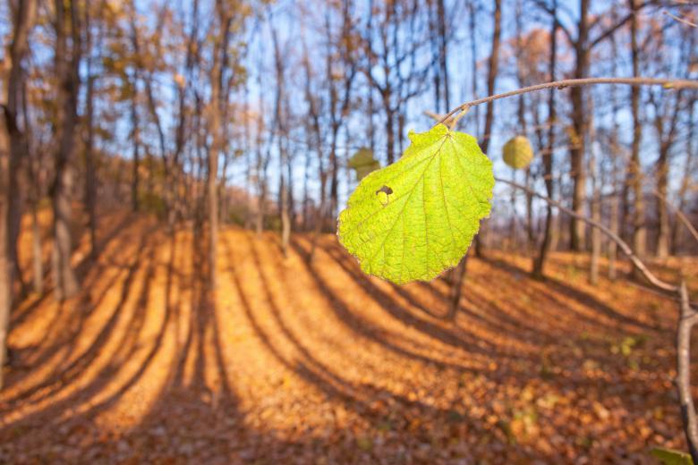 Free stock image of Autumn created by 2happy